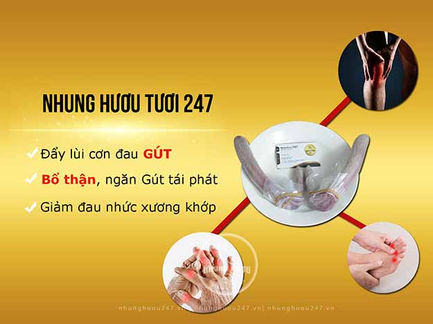 Nhung Hươu tươi cung cấp dưỡng chất cho cơ thể, hạn chế tối đa lượng đạm gây tái phát gút.