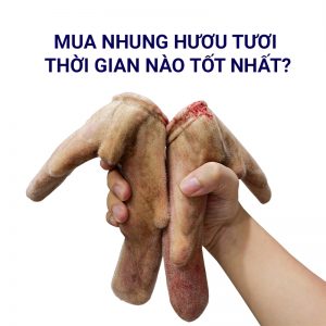 210114 Mua Nhung Huou Tuoi Thoi Gian Nao Tot Nhat 3